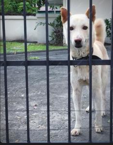 A decisão deve sempre levar em conta as características do animal e as necessidades do ambiente, para unir proteção e bem-estar