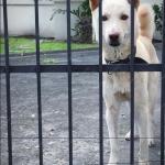 Portão para cachorro garante segurança e bem-estar dentro de casa