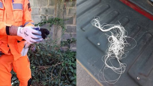 Gralha foi resgatada após ficar presa em linha de pipa