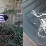 Pássaro ‘inteligente’ fica preso em linha de pipa e é salvo pelos bombeiros em Minas