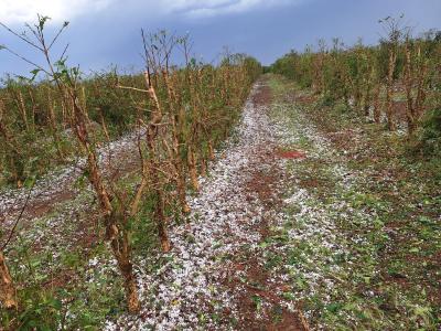 Vários municípios do Sul de Minas foram atingidos por granizo na sexta, 25 de julho