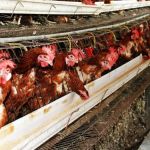 Estudo aponta que surto de gripe aviária causaria prejuízo de R$ 22 bilhões ao país