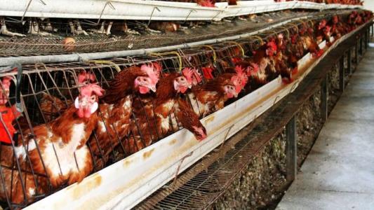Granjas devem reforçar a preservar as estruturas de proteção do aviário para evitar contato com aves silvestres,