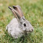 Saiba como fazer enriquecimento ambiental para coelhos