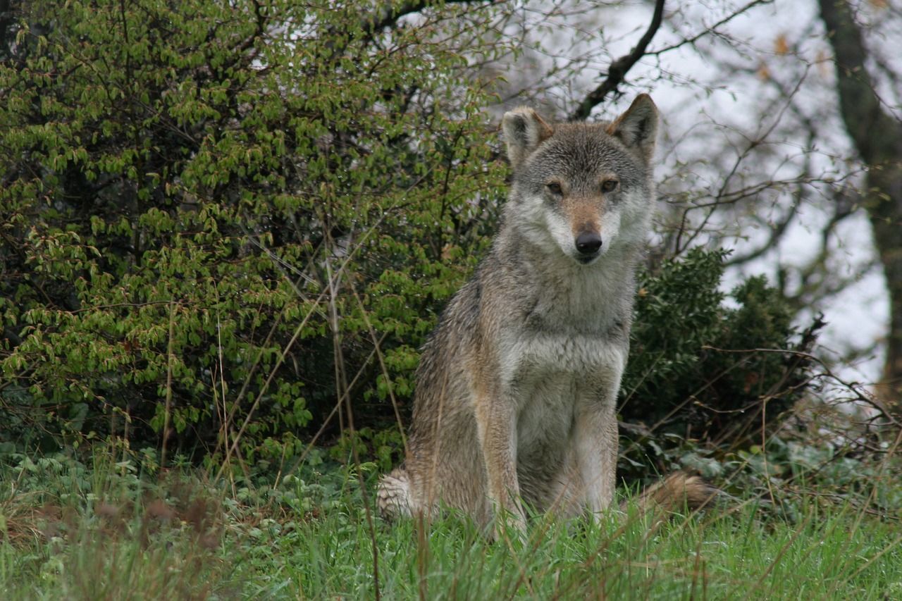 Lobos-cinzentos de Chernobyl são resistentes ao câncer devido ao contato com radiação; entenda