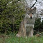 Lobos-cinzentos de Chernobyl são resistentes ao câncer devido ao contato com radiação; entenda