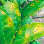 Contra o Greening, SP faz força-tarefa e inspeciona três milhões de plantas