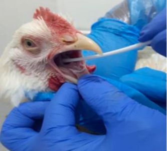 frango gripe aviária