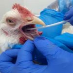 Vírus da gripe aviária volta a atacar no Rio Grande do Sul