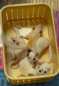 Animais contrabandeados na Índia