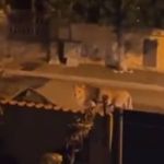 Vídeo: leão foge de circo e circula por ruas de cidade italiana