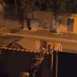 Vídeo: leão foge de circo e circula por ruas de cidade italiana