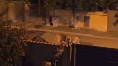 Vídeo mostra leão adulto caminhando por ruas escuras e desertas de cidade italiana
