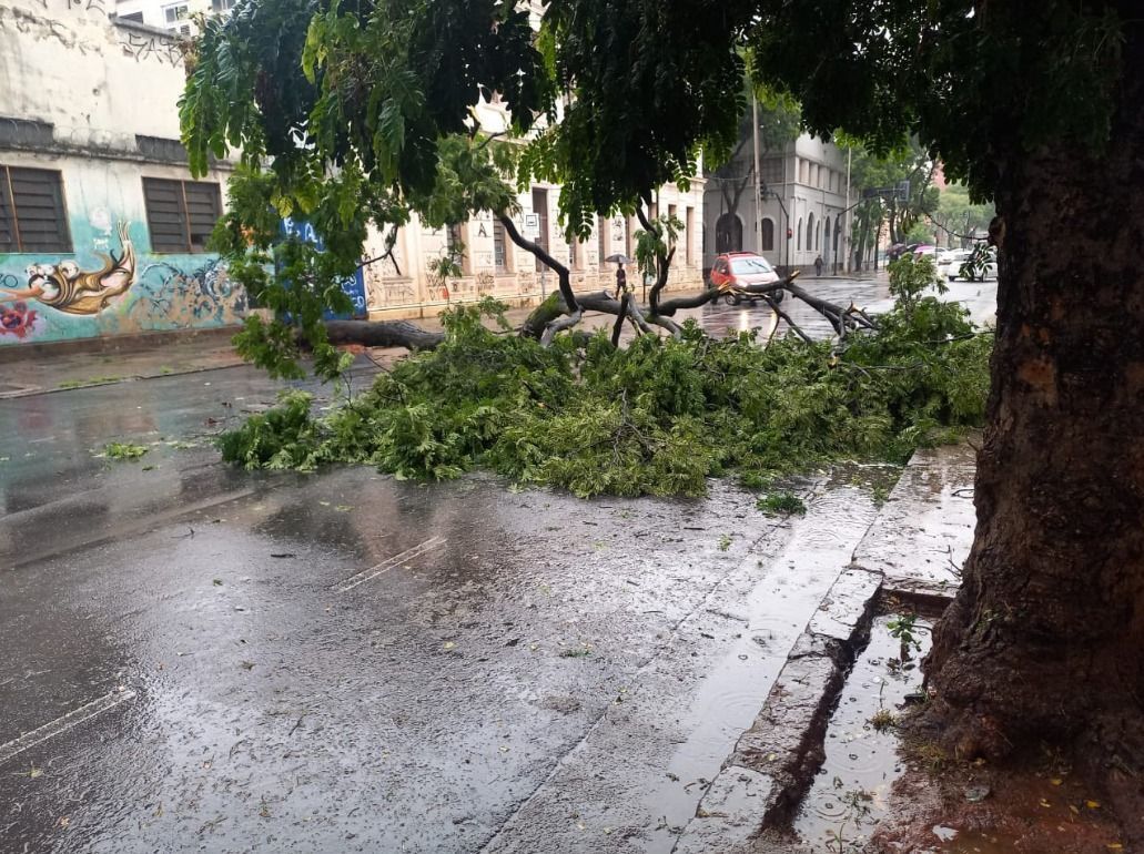 Árvore cai e fecha a rua dos Guaicurus, no Centro de BH