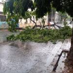 Árvore cai e fecha a rua dos Guaicurus, no Centro de BH