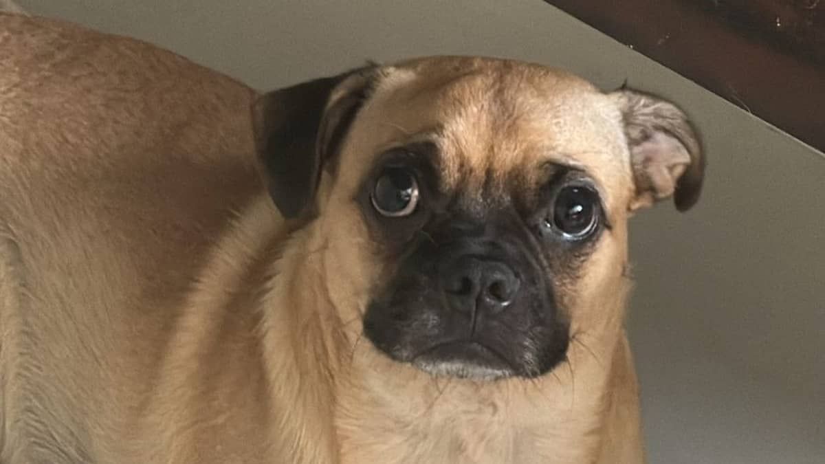 Filhote 'pugmelo' faz sucesso nas redes sociais; veja fotos