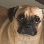 Filhote 'pugmelo' faz sucesso nas redes sociais; veja fotos