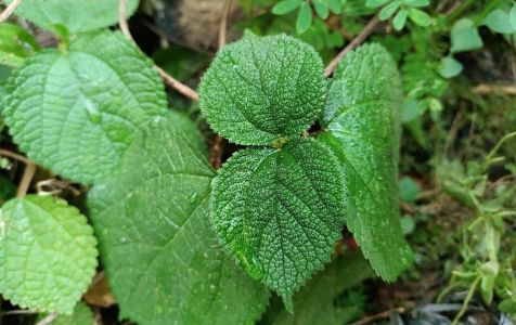 Gympie-gympie planta mais perigosa do mundo