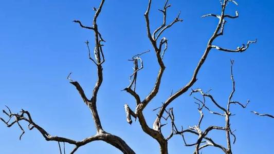Há alto risco de incêndios florestais e à saúde
