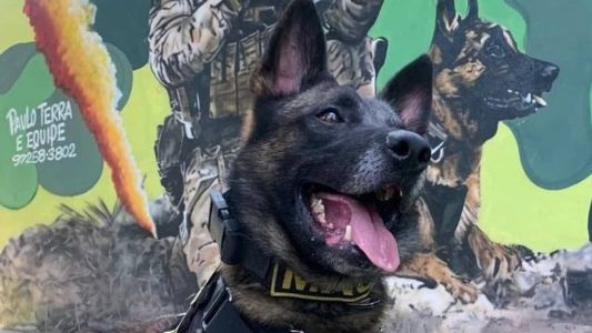 Há dois anos o cão Machi atua no Canil 5º BMP.