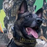 Cão policial encontra 16 kg de maconha e auxilia na prisão de dois traficantes