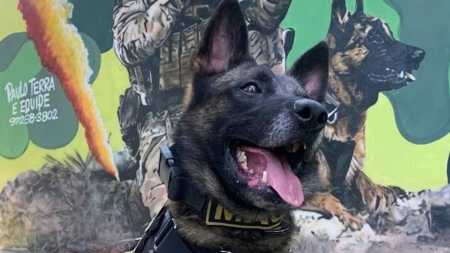 Há dois anos o cão Machi atua no Canil 5º BMP.