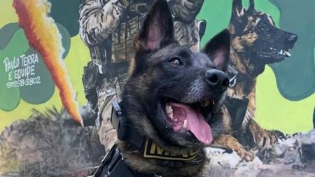 Há dois anos o cão Machi atua no Canil 5º BMP.