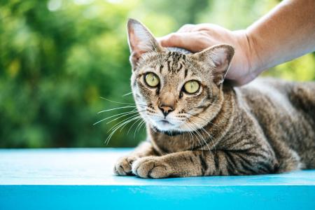 Gatos são exigentes. Troque a água pelo menos duas vezes ao dia e lave os recipientes diariamente para evitar o lodo biológico