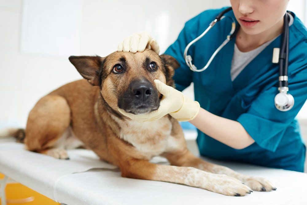 'Família Multiespécie': Justiça determina que homem pague pensão alimentícia para cachorro da ex