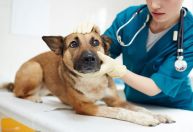 O que fazer quando o remédio falha e o cão segue com carrapatos?