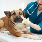 'SAMUVET': prefeitura de BH anuncia serviço gratuito de ambulância para pets