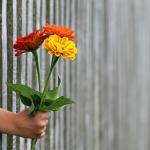 Quais flores NÃO dar no Dia dos Namorados? Florista aconselha as que você deve evitar