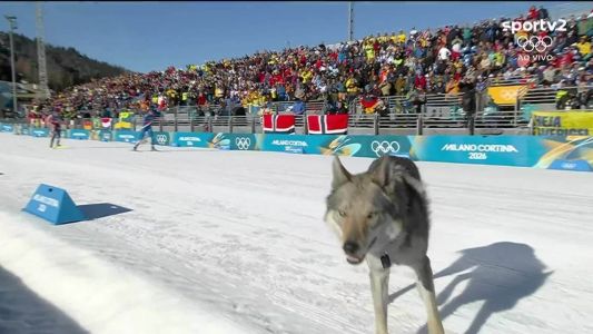 Nazgul, cão que invadiu pista de competição em Milão Cortina