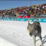 Cão invade pista e altera tempo de brasileira na Olimpíada de Inverno; entenda