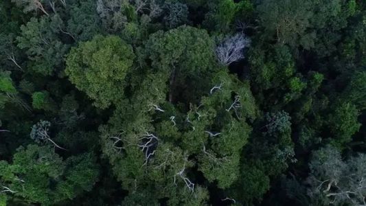 Helicóptero está desaparecido na floresta amazônica entre o Pará e Amapá
