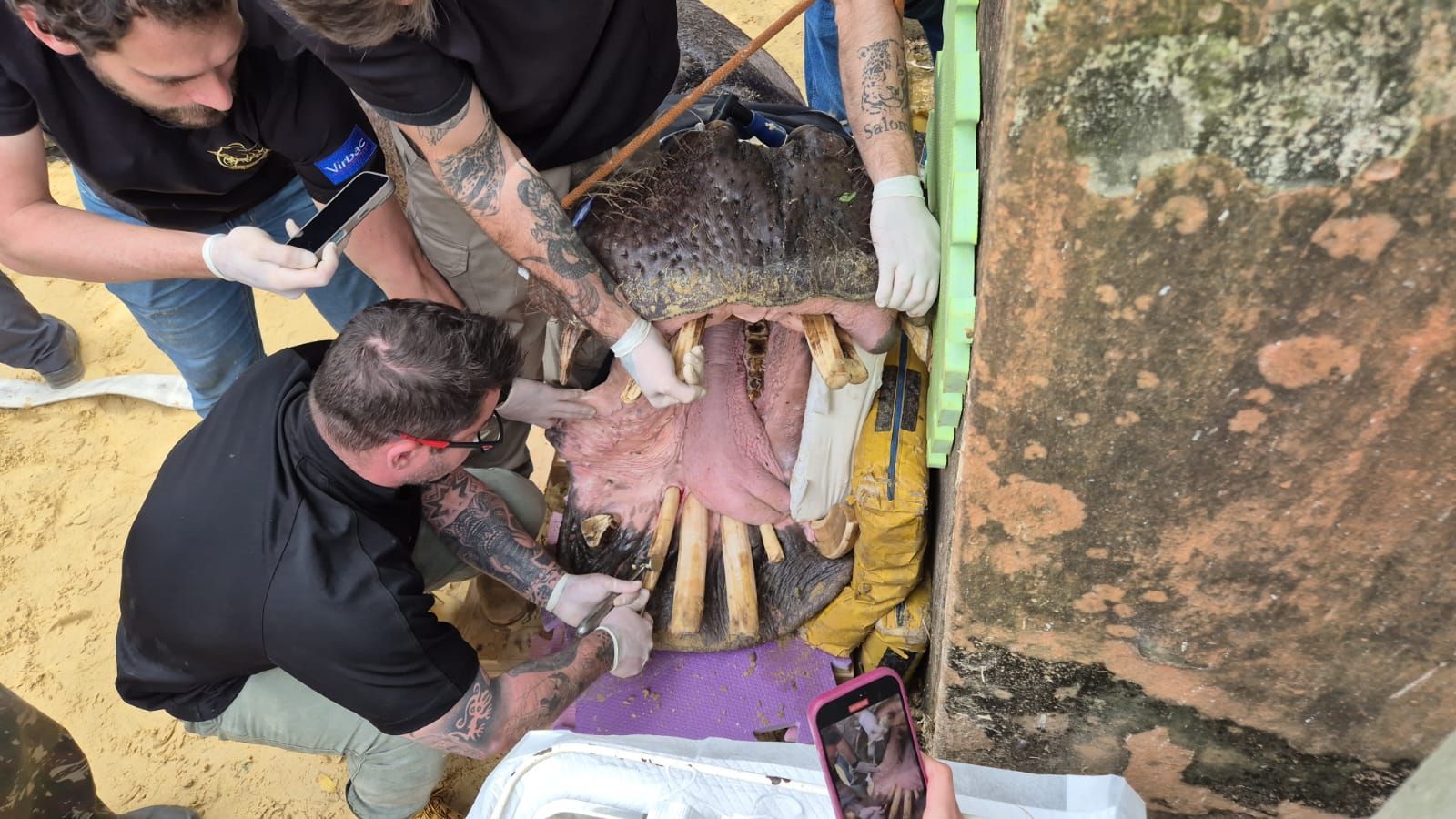 Hipopótamo Yuri mobiliza equipe em cirurgia dentária no zoológico de Sorocaba, em SP; veja fotos