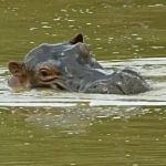 Colômbia vai sacrificar hipopótamos de Pablo Escobar para 'frear' reprodução em massa