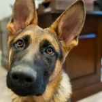 Cachorro de Biden deixa Casa Branca após atacar funcionários e agentes do Serviço Secreto 