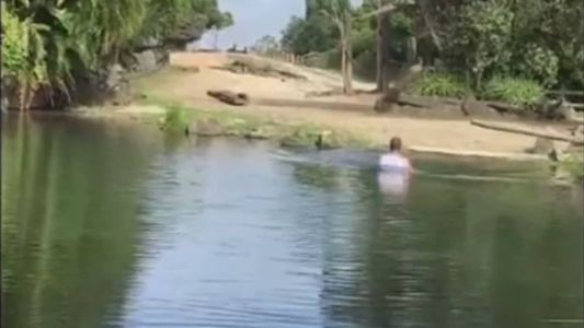 Homem acabou sendo preso após nadar com rinocerontes em zoológico