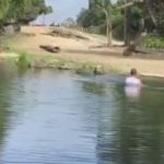 Vídeo: homem é preso após nadar com rinocerontes em zoológico 