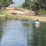 Vídeo: homem é preso após nadar com rinocerontes em zoológico