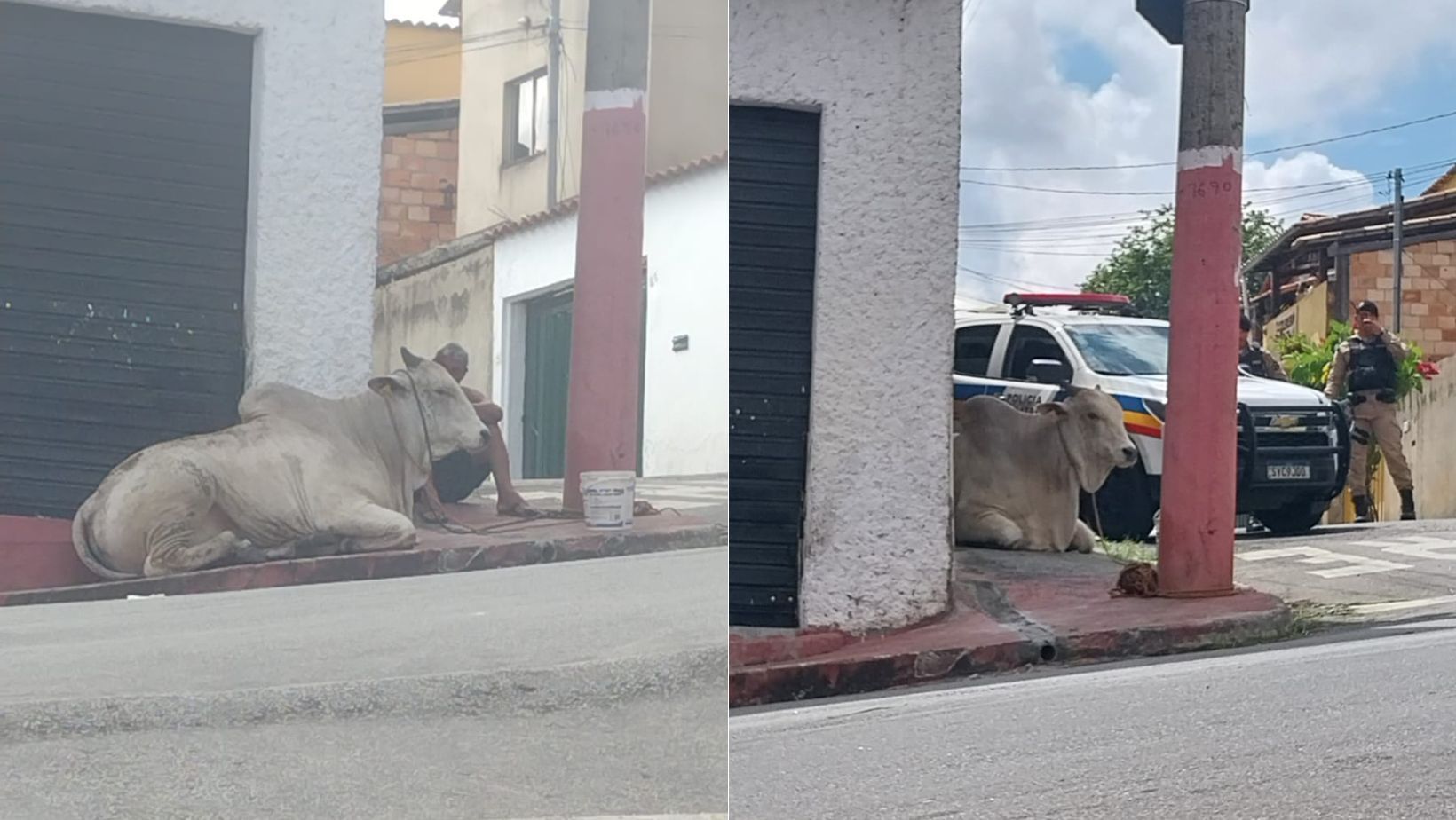 Homem armado rouba boi que invadiu Anel Rodoviário de BH, ameaça vizinhos e é detido