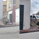 Homem armado rouba boi que invadiu Anel Rodoviário de BH, ameaça vizinhos e é detido