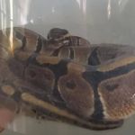 Homem recebe jiboia pelos correios e acaba preso pela Polícia Federal  