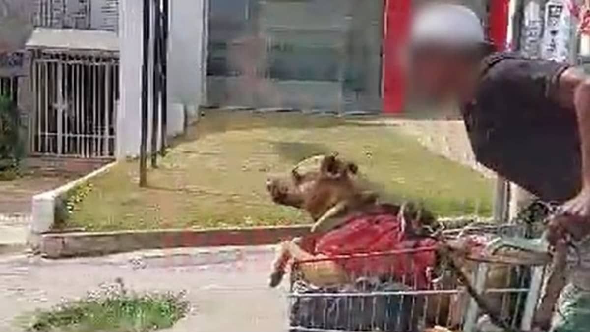 Vídeo: homem desce a Avenida Cristiano Machado com cachorro em carrinho de supermercado