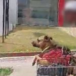 Vídeo: homem desce a Avenida Cristiano Machado com cachorro em carrinho de supermercado