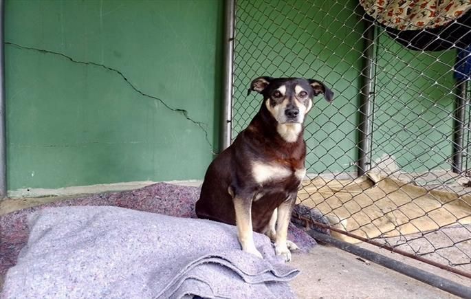 Em BH, agressores de pets podem ter que ressarcir município por despesas