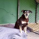 Em BH, agressores de pets podem ter que ressarcir município por despesas