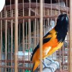 Vídeo: PF prende suspeito de burlar sistema do Ibama para cadastrar pássaros em Itaúna