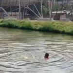 Homem é resgatado após ficar submerso por 20 minutos em lagoa de Vespasiano